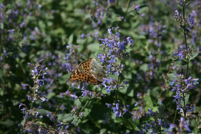 Wer kennt diesen Schmetterling