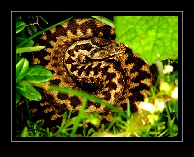 Gefährliche Schnecke