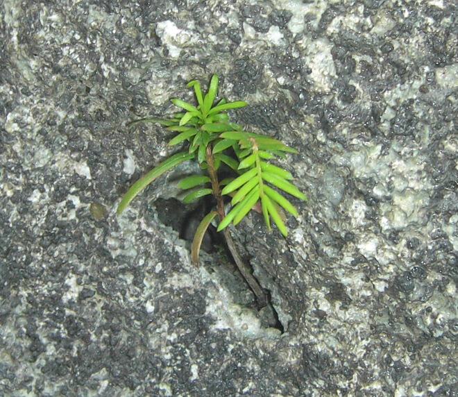 Zähe Eibe