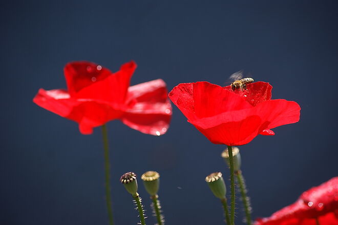 Sommerblüten mit Besuch