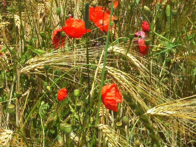 Sommerträume in der Heimat