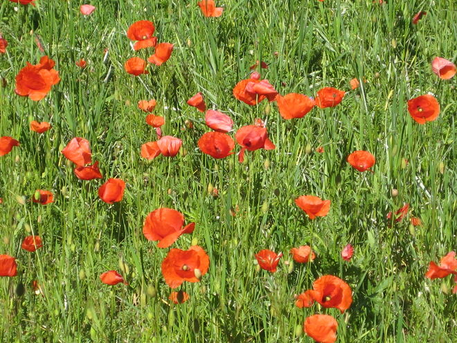 Mohnfeld