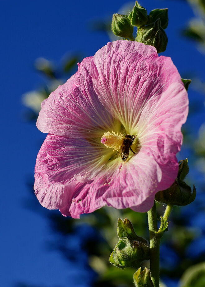 Noch blüht die Stockrose wunderschön