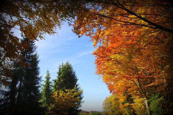 " HERBSTBOGEN "