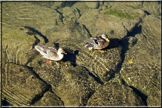 Enten im Hintersee
