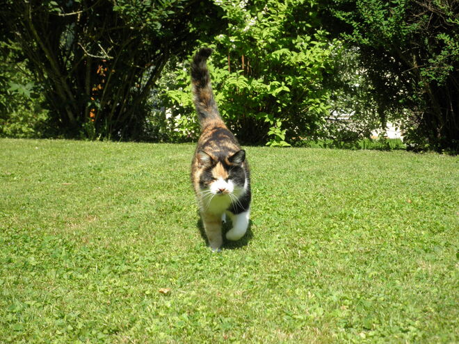 Katze im Anmarsch