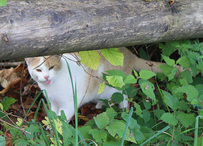 fang mich doch ...