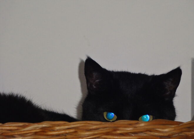 Katzenaugen