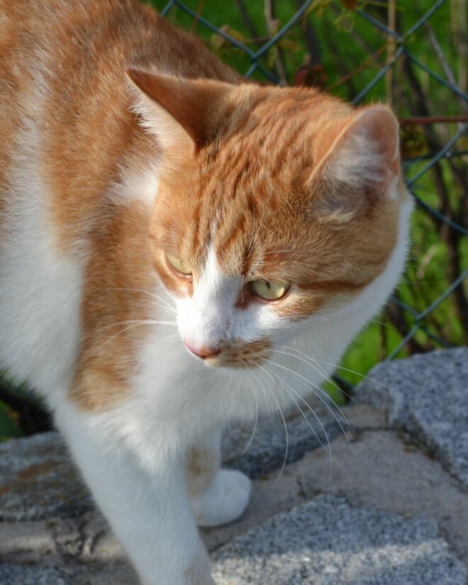 Eine liebe Katze