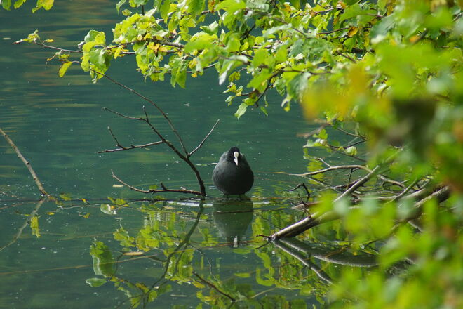 Romantisch am See - Blässhuhn