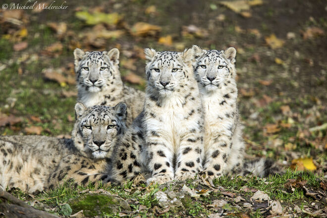 FAMILIE SCHNEELEOPARD