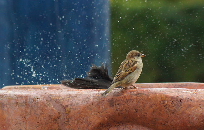... muß die Amsel so herumspritzen ?