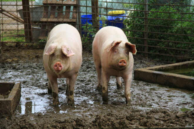 Glückliche Schweine