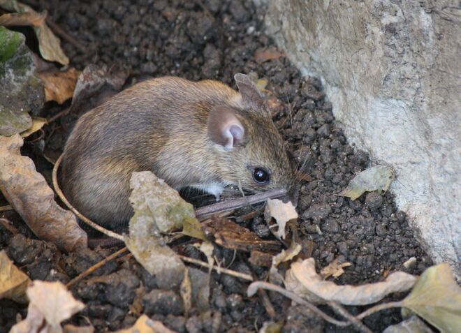 kleine Maus im Laub