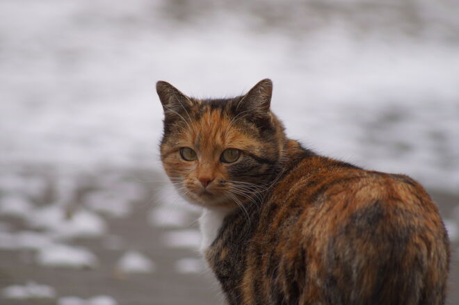 Die Katze und der erste Schnee