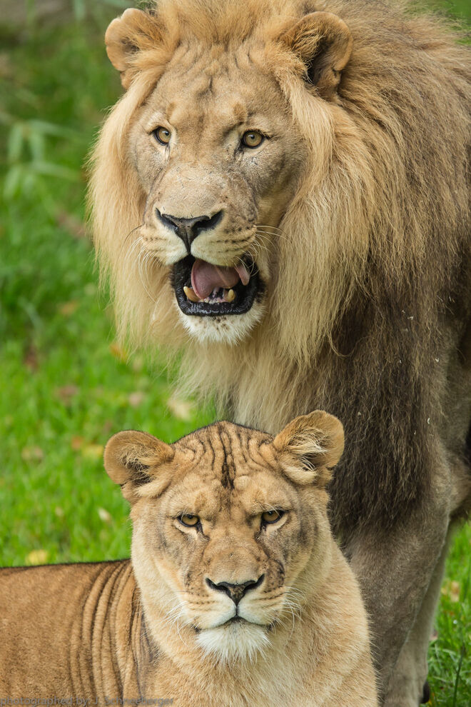 Eisi und Nala