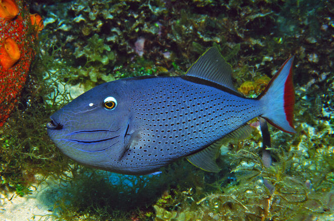 Sargasso-Drückerfisch