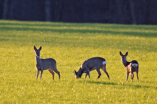 In der Abendsonne