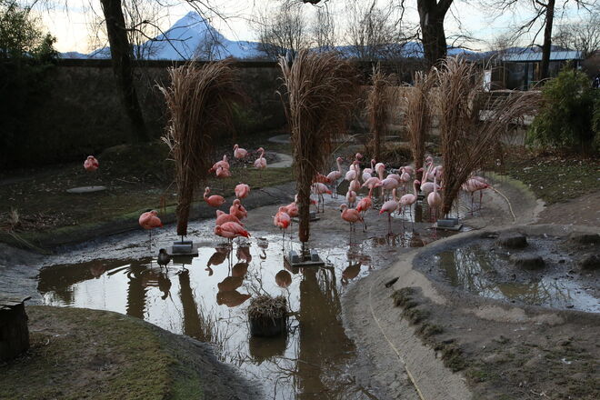 Flamingos