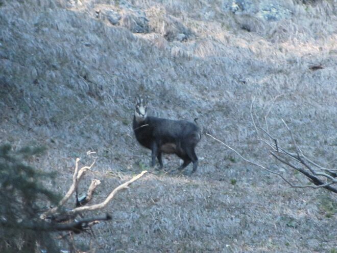 Gemse am Berg Tabor