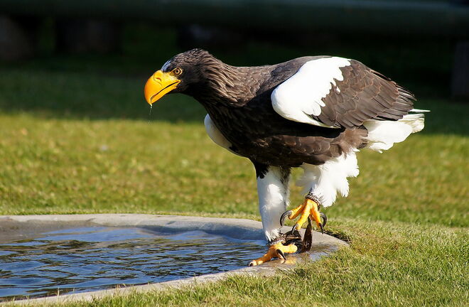 Seeadler