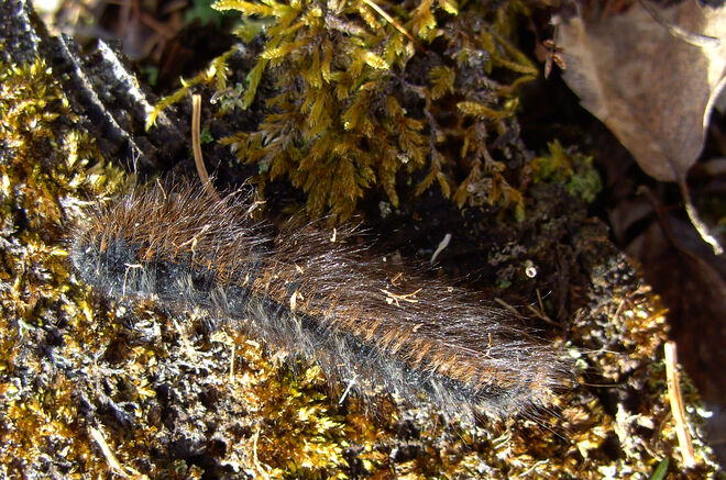 Raupe im Januar!!