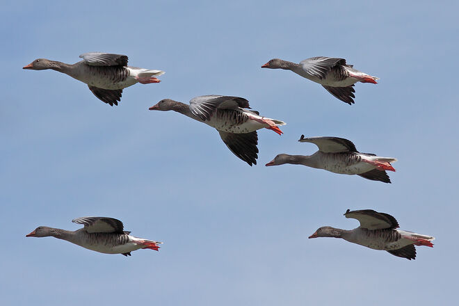 Im Sinkflug