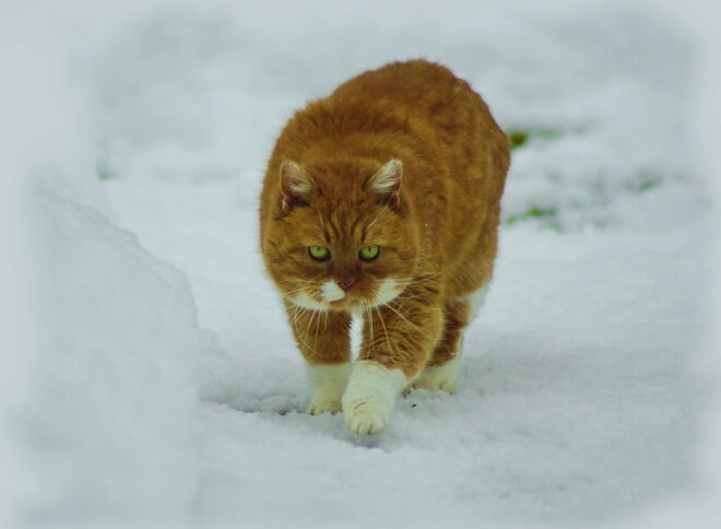 Garfield schleicht Richtung Vogelhaus