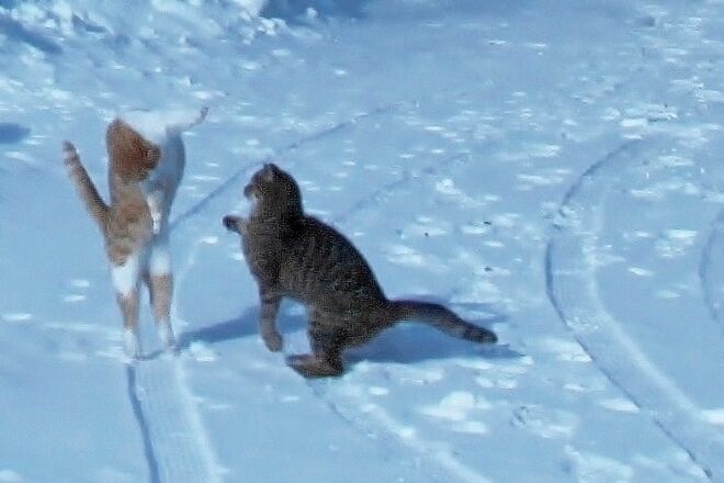 Katzenballet