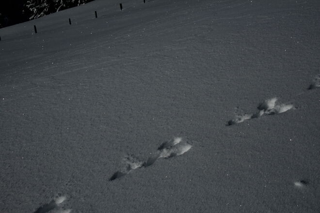 Spuren im Schnee