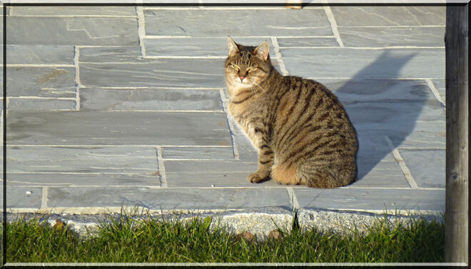 Bauernkatze in der Wintersonne