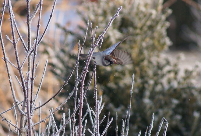 Spatz