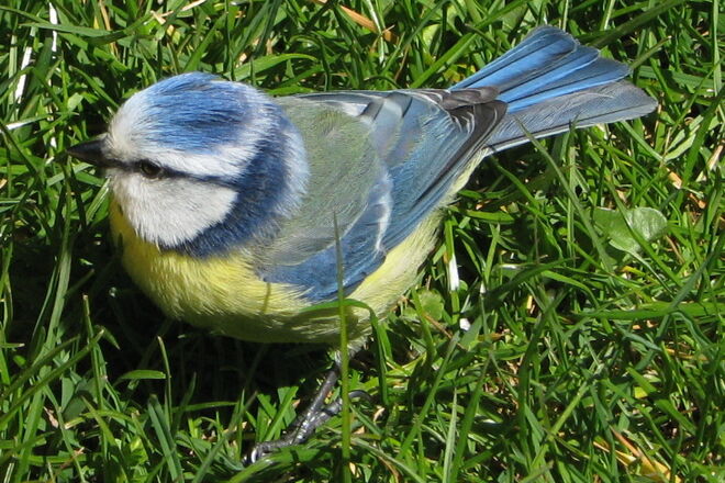 "Ich hab auch einen Vogel"