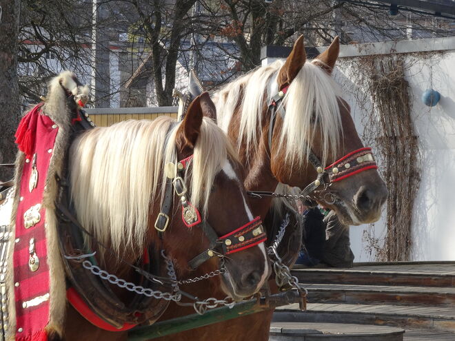Dieser prachtvollen Rösser sind der Stolz der Bauern