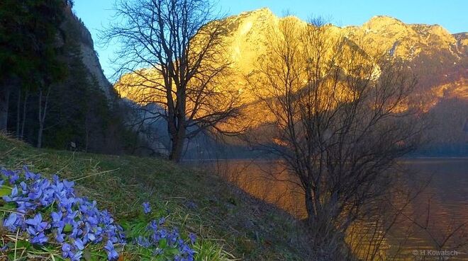 Veilchen am Altausseer See