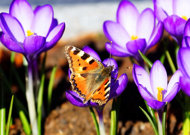 Kleiner Fuchs im Krokusparadies