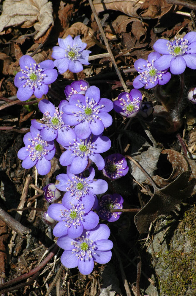 Das Frühjahr zeigt sich ....