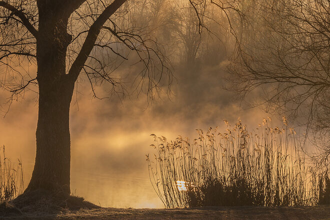 Die Nebel tanzen