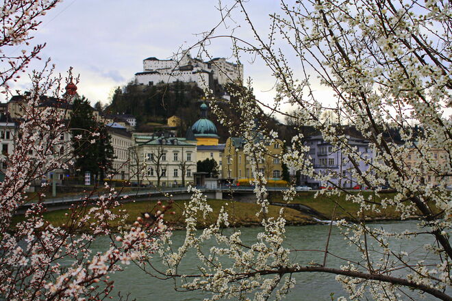 Salzburg hinter Blüten..