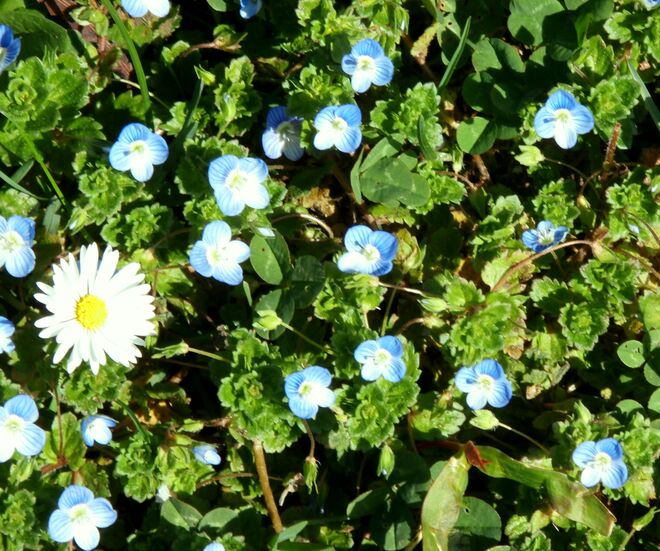 Ein kleiner blauer Teppich