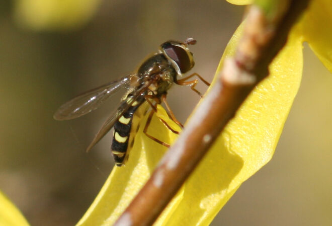 Schwebfliege
