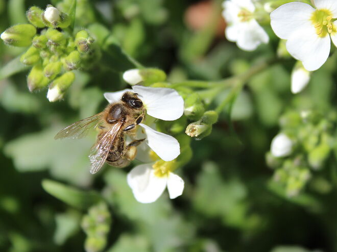 Naschen an der Gänsekresse