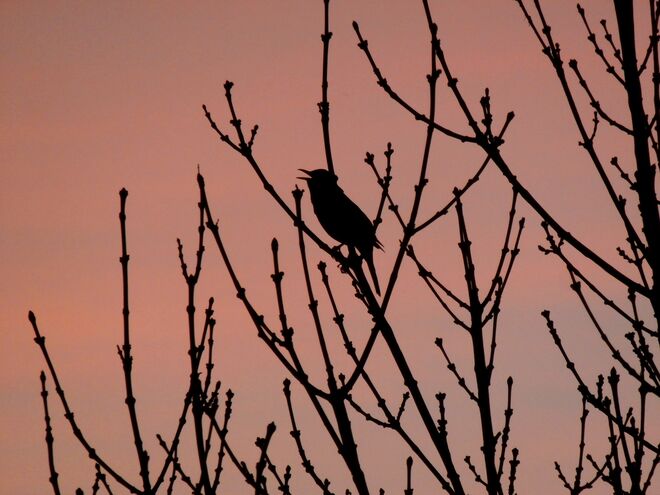 Abendgesang