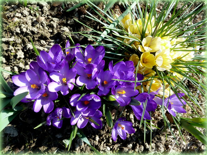 Krokusse in voller Pracht