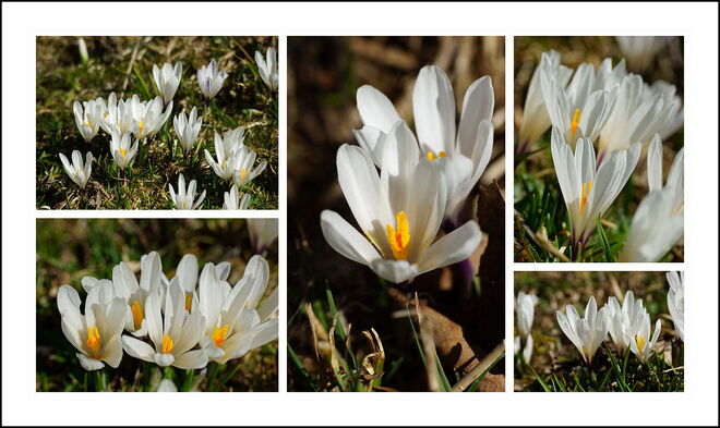 In edlem Weiß blühen die wildwachsenden Krokusse