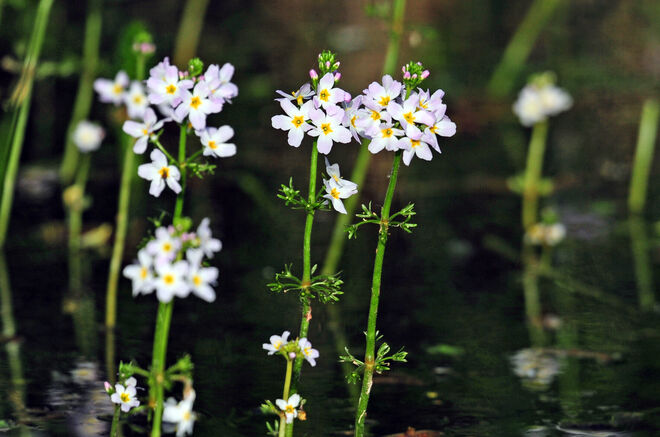 Im Reich der Wasserfeder