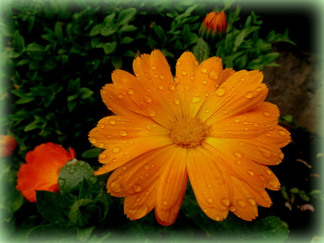 Ringelblume