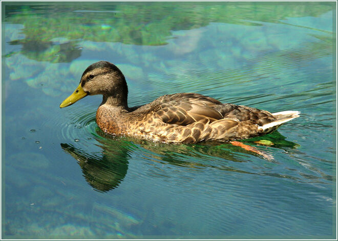 Die Ente