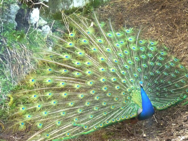 Pfau beim Radln