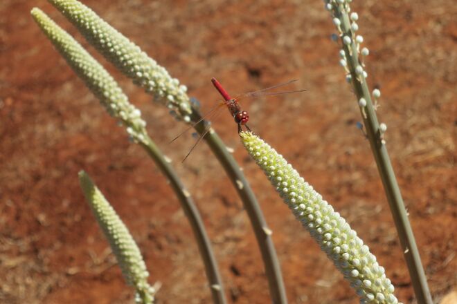 rote Libelle auf weißer Meerzwiebel
